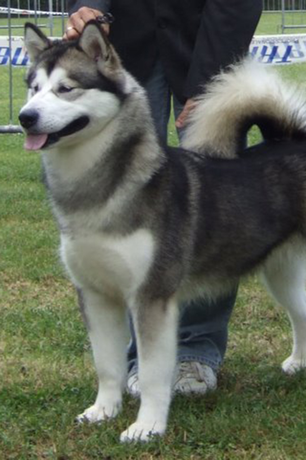 GJungla Negra Del Biagio