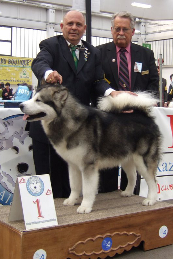 Iron Butterfly Del Biagio