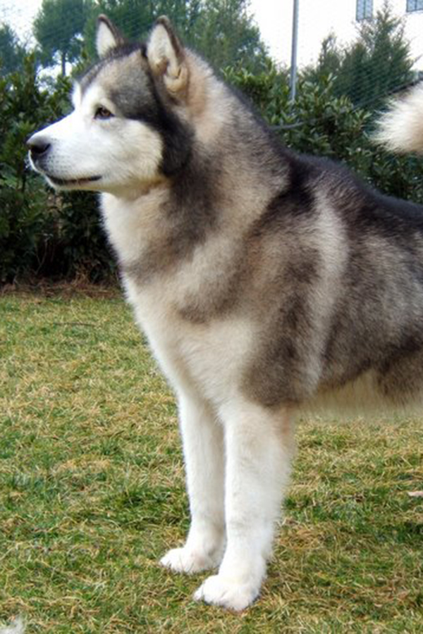 Vykon's Encore Del Biagio