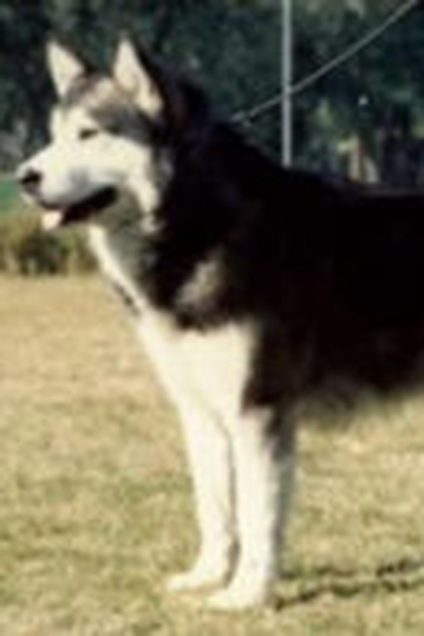 Vykon's Wind Beneath my Wings Del Biagio